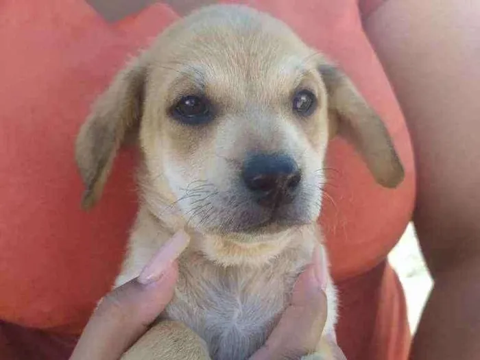 Cachorro ra a SRD idade 2 a 6 meses nome Sem nome ainda 