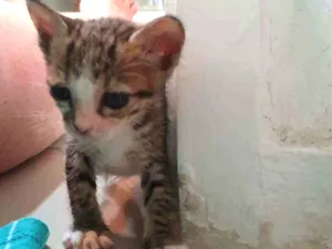 Gato raça SRD idade Abaixo de 2 meses nome SHEVA
