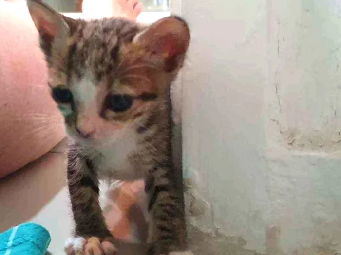 Gato ra a SRD idade Abaixo de 2 meses nome SHEVA