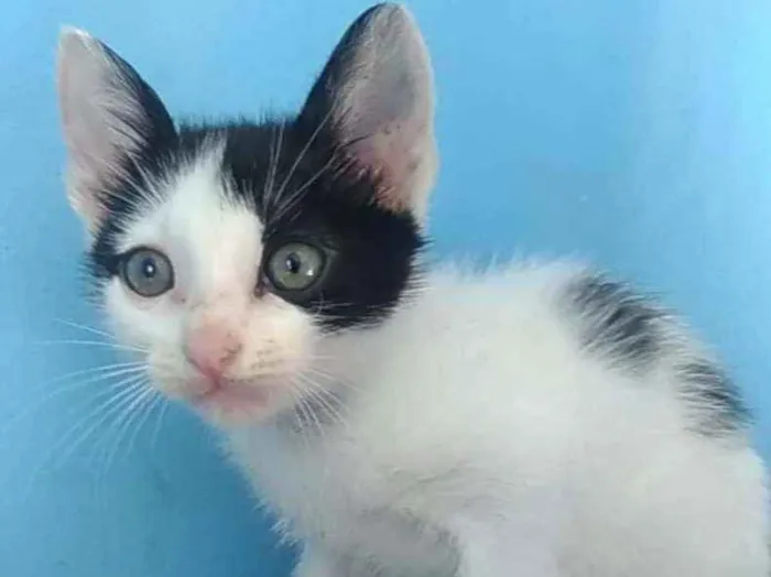 Gato ra a SRD  idade 2 a 6 meses nome YAN