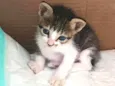Pierre