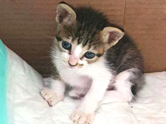 Gato ra a SRD idade Abaixo de 2 meses nome Pierre