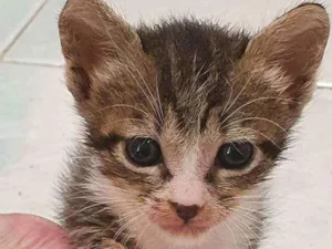 Gato raça SRD idade Abaixo de 2 meses nome Sheron