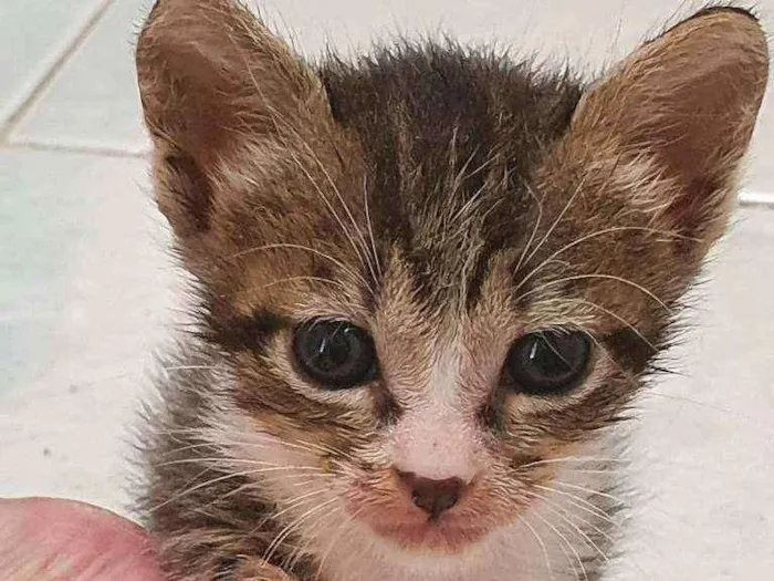 Gato ra a SRD idade Abaixo de 2 meses nome Sheron