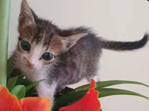 Gato raça SRD idade Abaixo de 2 meses nome Leleco