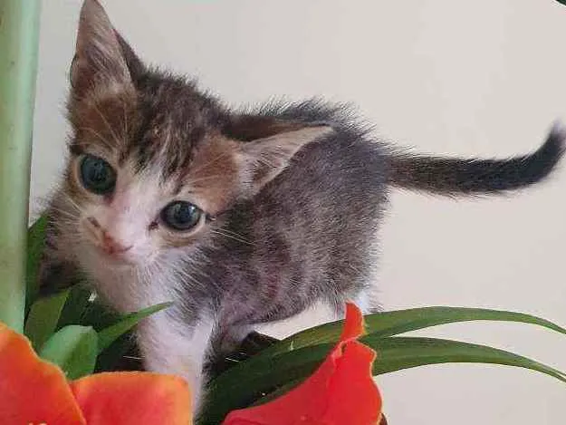 Gato ra a SRD idade Abaixo de 2 meses nome Leleco