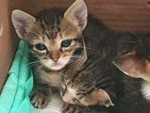 Gato raça SRD idade Abaixo de 2 meses nome Flash
