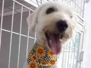 Cachorro raça SRD-ViraLata idade 1 ano nome CRISTAL