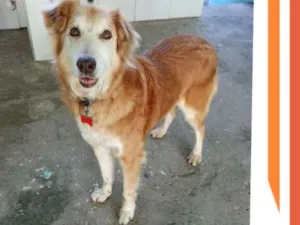 Cachorro raça SRD-ViraLata idade 6 ou mais anos nome SUE