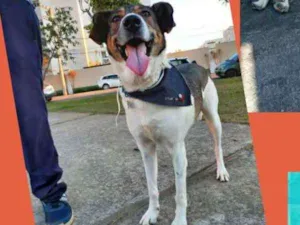 Cachorro raça SRD-ViraLata idade 5 anos nome GUELO