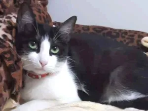 Gato raça SRD-ViraLata idade 2 anos nome Sandy