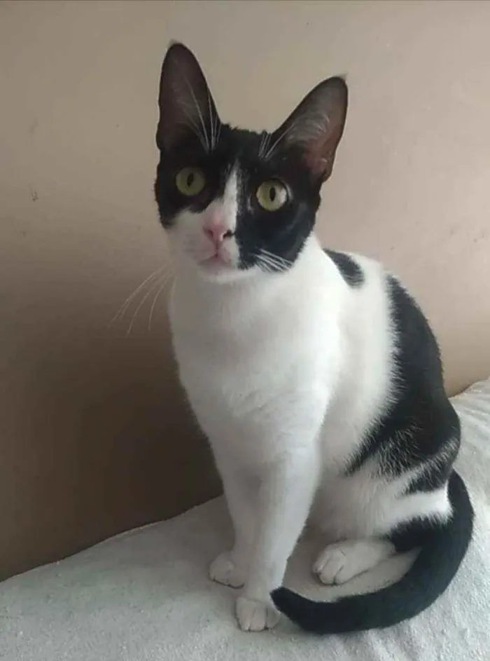Gato ra a Srd idade 2 anos nome Cléo