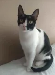 Cléo