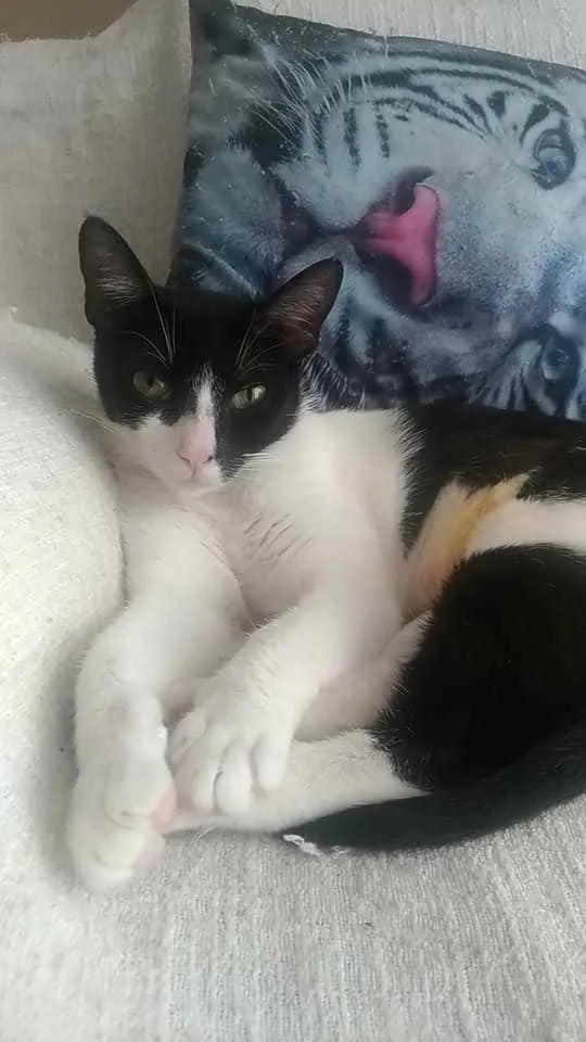 Gato ra a Srd idade 2 anos nome Cléo