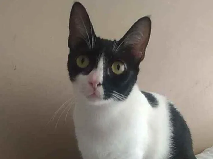 Gato ra a Srd idade 2 anos nome Cléo