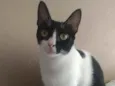 Cléo