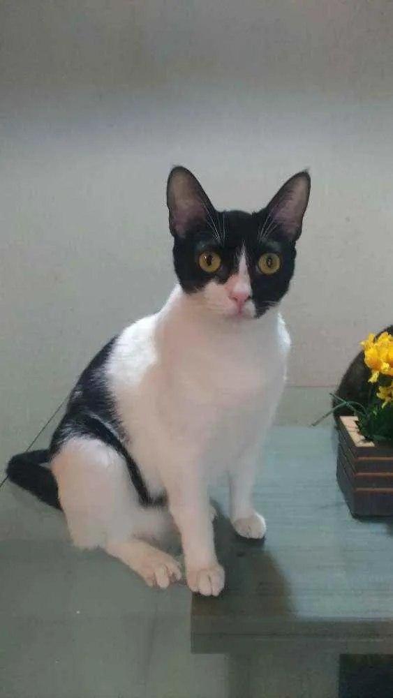 Gato ra a Srd idade 2 anos nome Cléo