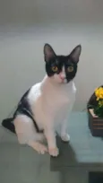 Cléo