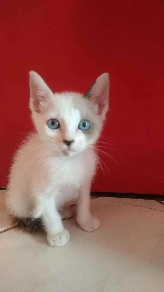 Gato ra a Srd idade 2 a 6 meses nome Gael