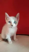 Gael