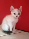 Gael