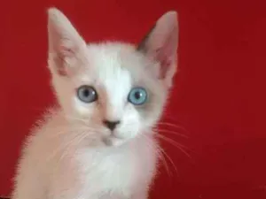 Gato raça Srd idade 2 a 6 meses nome Gael