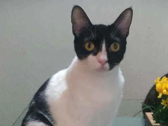Gato ra a Srd idade 2 anos nome Cléo