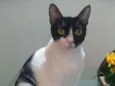 Cléo