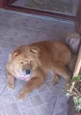 CACAU