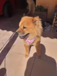 CACAU