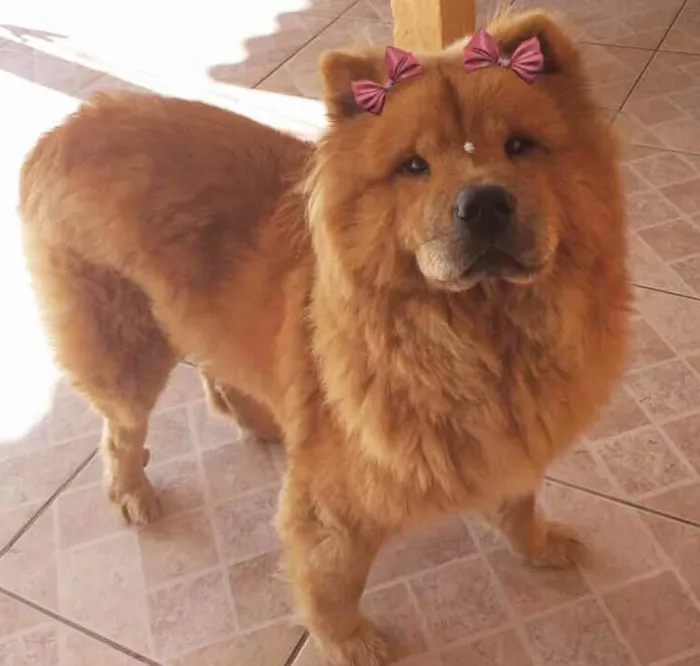 Cachorro ra a Chow-Chow idade 3 anos nome CACAU