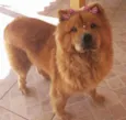 CACAU