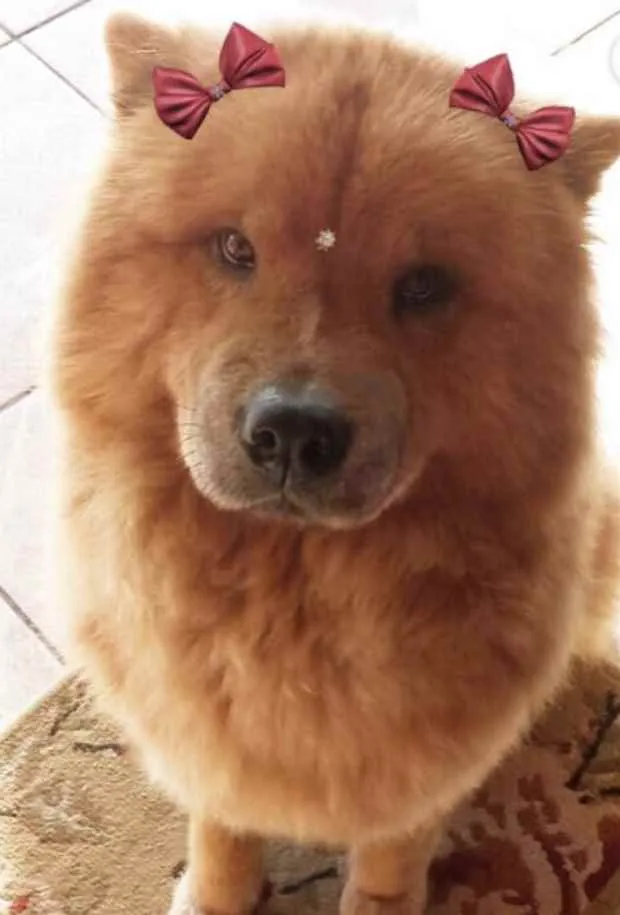 Cachorro ra a Chow-Chow idade 3 anos nome CACAU