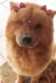 CACAU