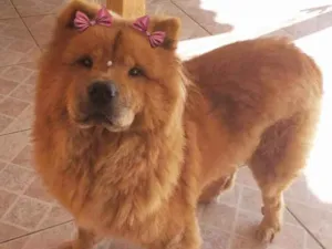 Cachorro raça Chow-Chow idade 3 anos nome CACAU