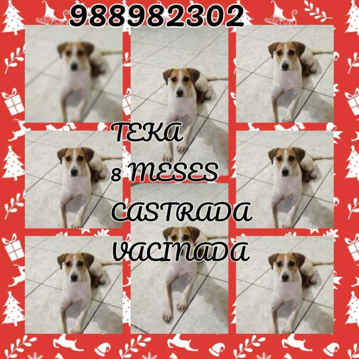 Cachorro ra a Srd idade 7 a 11 meses nome Teka