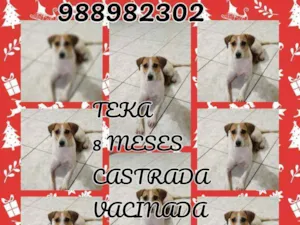 Cachorro raça Srd idade 7 a 11 meses nome Teka