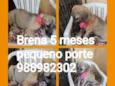 Brena