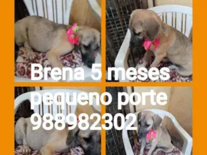 Cachorro raça Srd idade 2 a 6 meses nome Brena