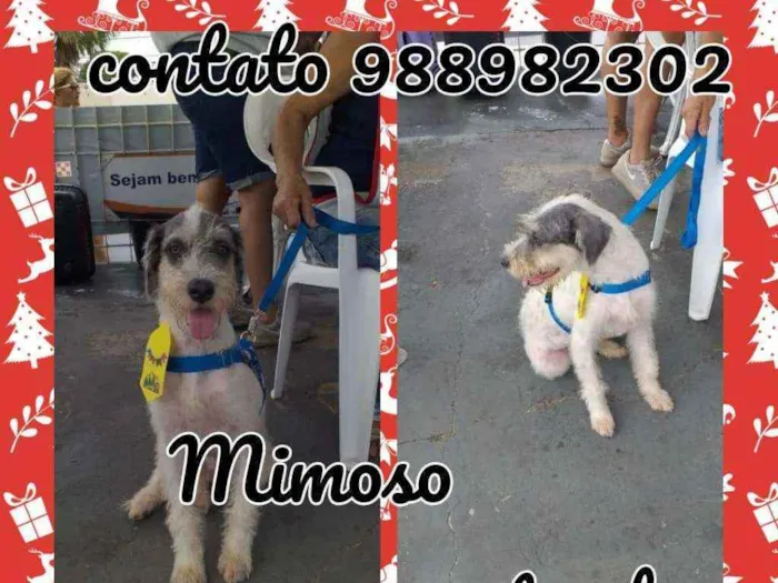 Cachorro ra a Mestiço de pooldo idade 2 anos nome Mimoso