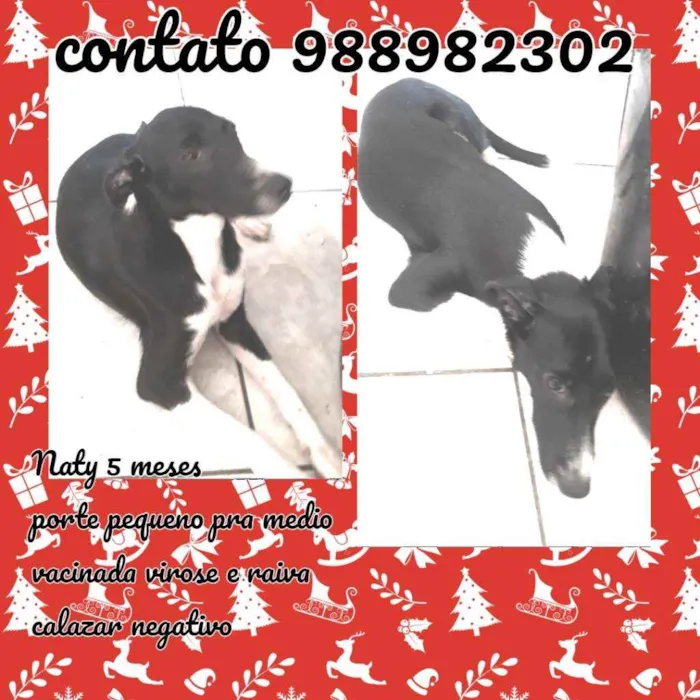 Cachorro ra a Srd idade 2 a 6 meses nome Naty