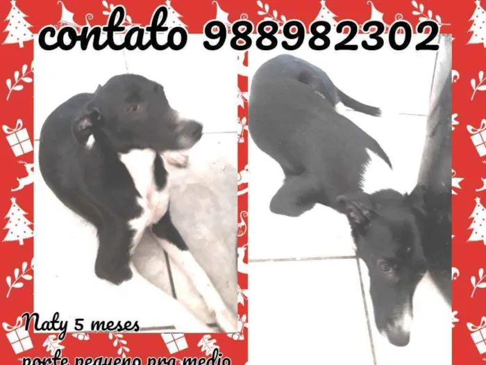 Cachorro ra a Srd idade 2 a 6 meses nome Naty