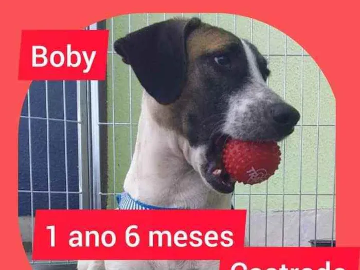 Cachorro ra a Srd idade 2 anos nome Boby