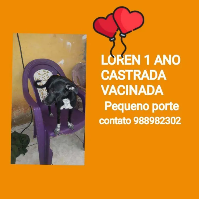 Cachorro ra a Srd idade 1 ano nome LOREN