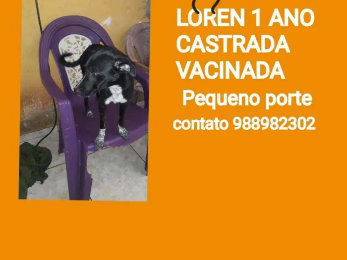 Cachorro ra a Srd idade 1 ano nome LOREN
