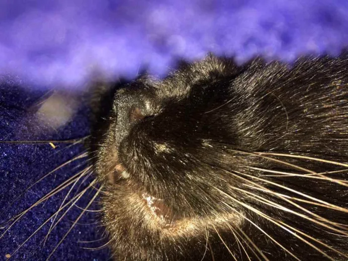 Gato ra a - idade 4 anos nome Nelson