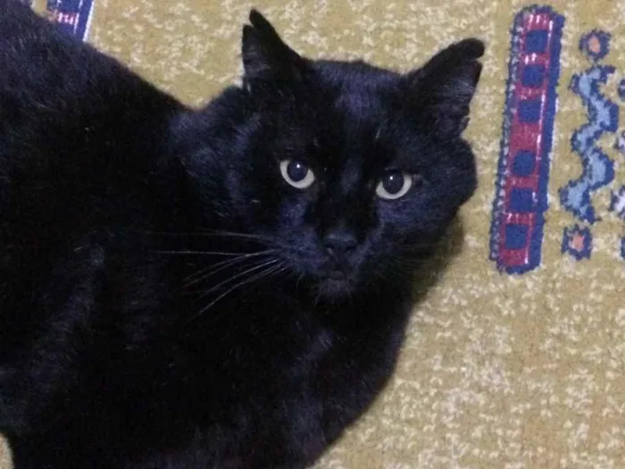 Gato ra a - idade 4 anos nome Nelson