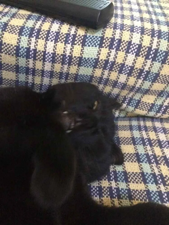 Gato ra a - idade 4 anos nome Nelson