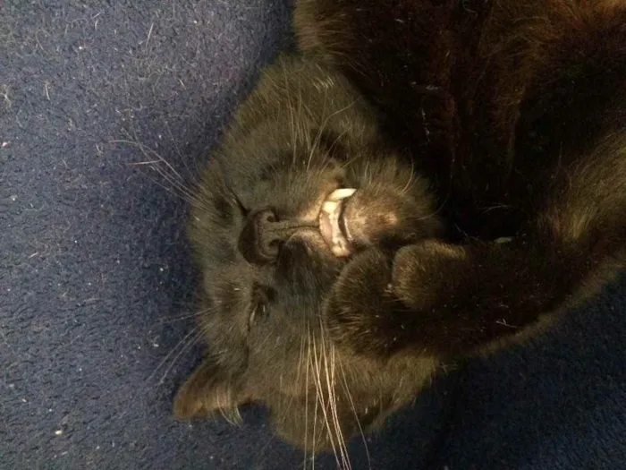 Gato ra a - idade 4 anos nome Nelson