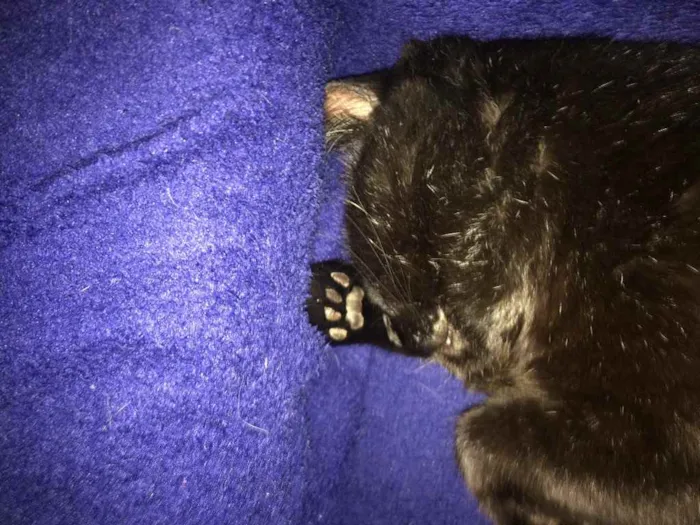 Gato ra a - idade 4 anos nome Nelson